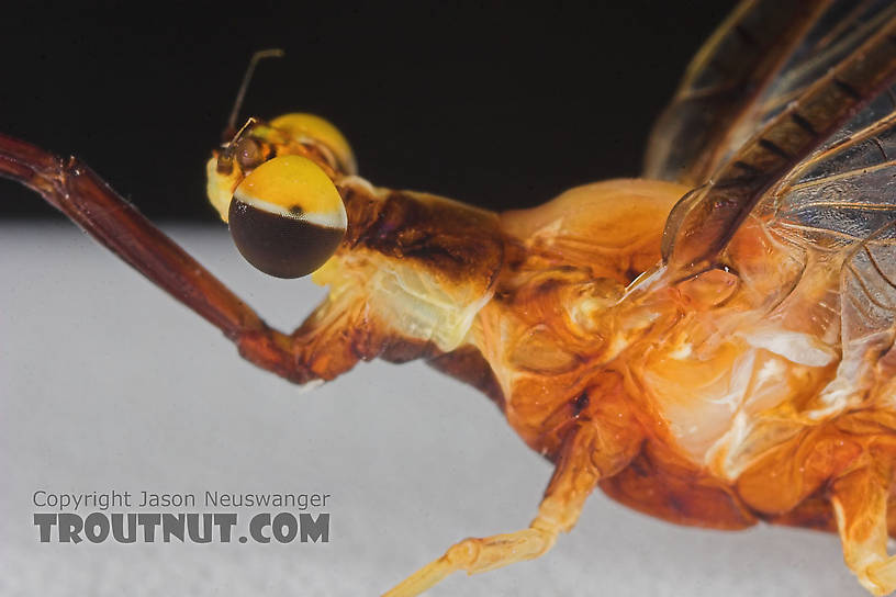 Male Hexagenia limbata (Hex) Mayfly Spinner from Atkins Lake in Wisconsin