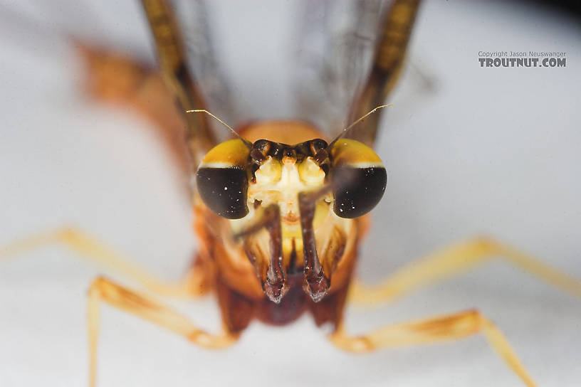 Male Hexagenia limbata (Hex) Mayfly Spinner from Atkins Lake in Wisconsin