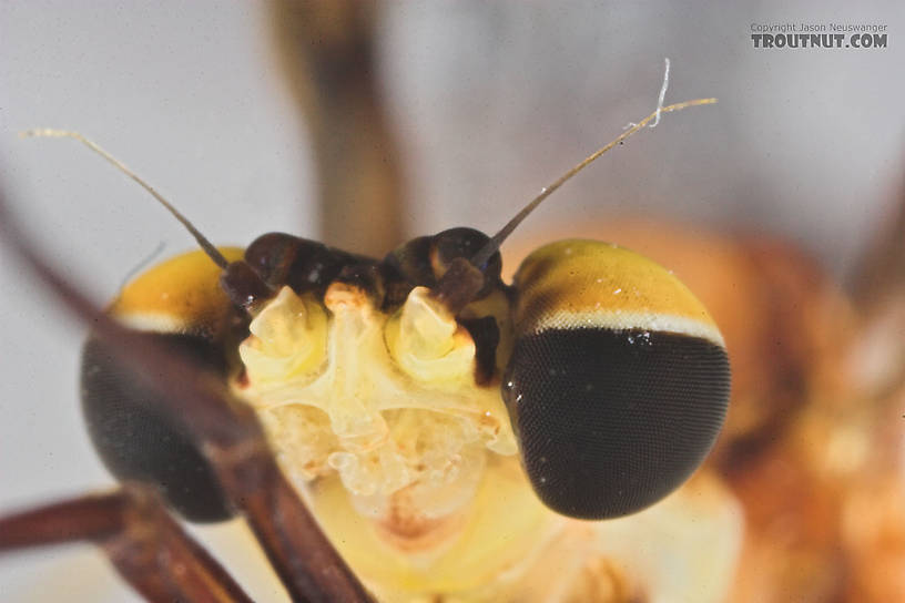 Male Hexagenia limbata (Hex) Mayfly Spinner from Atkins Lake in Wisconsin