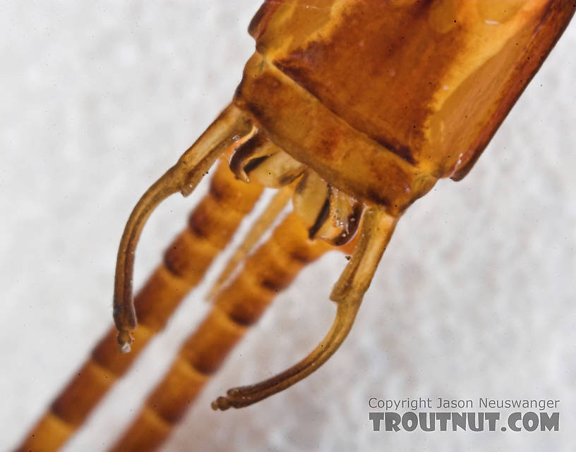 Male Hexagenia limbata (Hex) Mayfly Spinner from Atkins Lake in Wisconsin