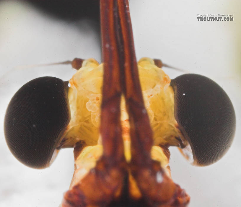 Male Hexagenia limbata (Hex) Mayfly Spinner from Atkins Lake in Wisconsin