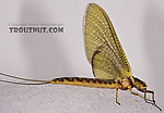 Female Hexagenia limbata (Hex) Mayfly Dun