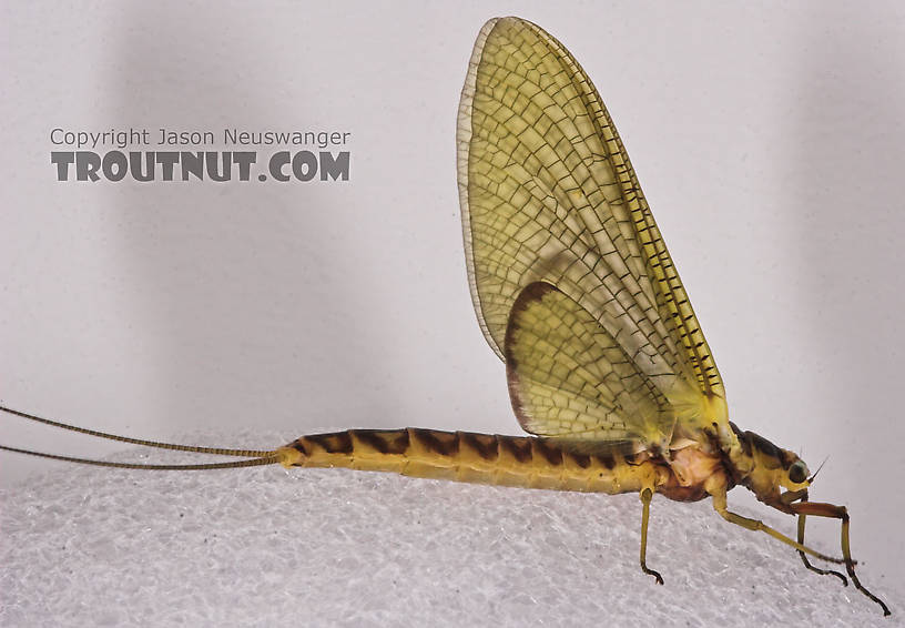 Female Hexagenia limbata (Hex) Mayfly Dun from the White River in Wisconsin