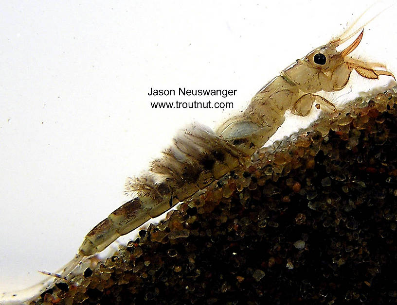 Ephemera simulans (Brown Drake) Mayfly Nymph from the Bois Brule River in Wisconsin