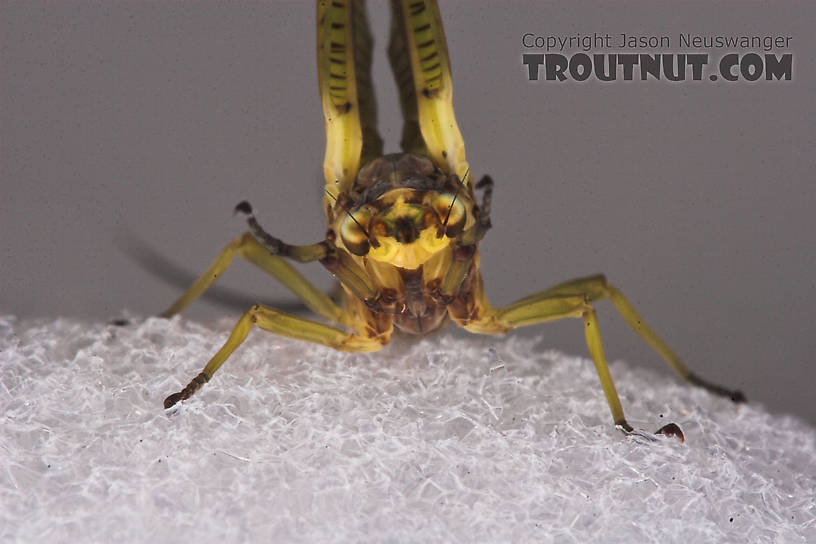 Female Hexagenia limbata (Hex) Mayfly Dun from the White River in Wisconsin