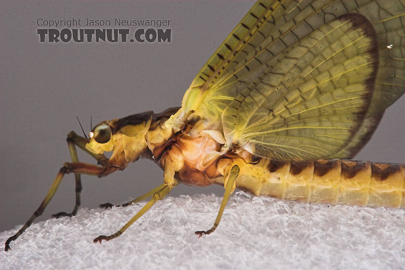 Female Hexagenia limbata (Hex) Mayfly Dun from the White River in Wisconsin