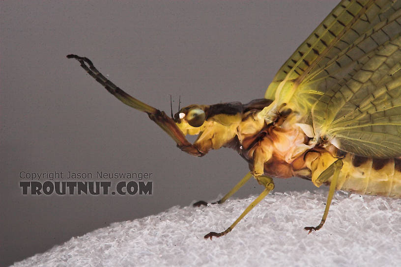 Female Hexagenia limbata (Hex) Mayfly Dun from the White River in Wisconsin