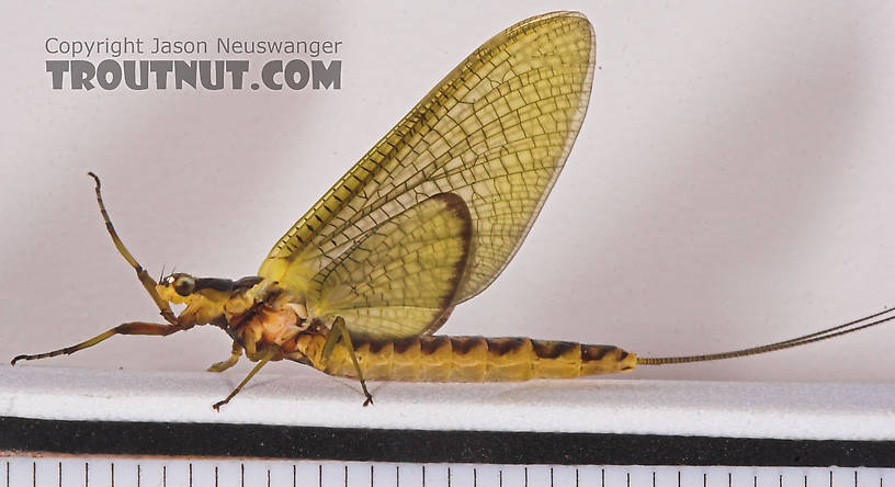 Female Hexagenia limbata (Hex) Mayfly Dun from the White River in Wisconsin