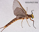 Male Hexagenia limbata (Hex) Mayfly Dun