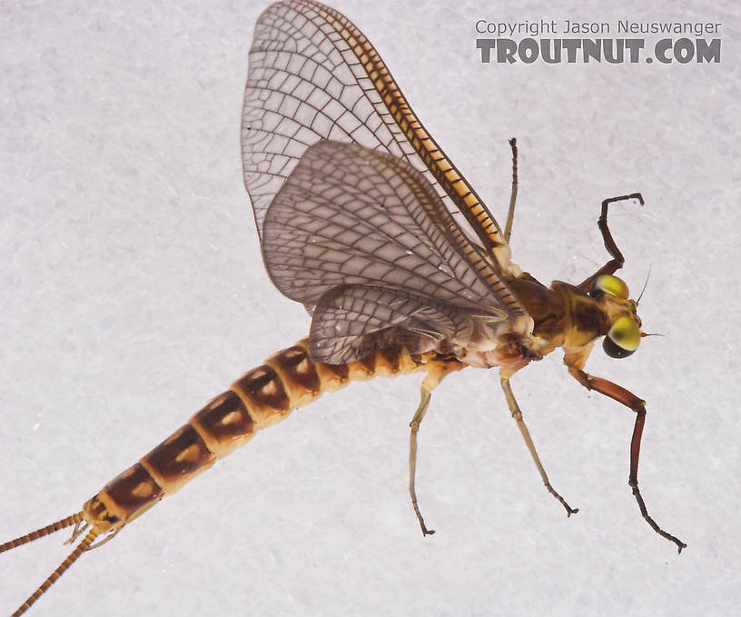 Male Hexagenia limbata (Hex) Mayfly Dun from the White River in Wisconsin