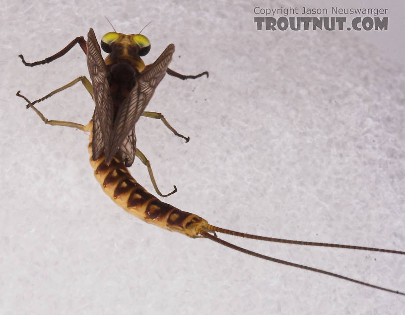 Male Hexagenia limbata (Hex) Mayfly Dun from the White River in Wisconsin