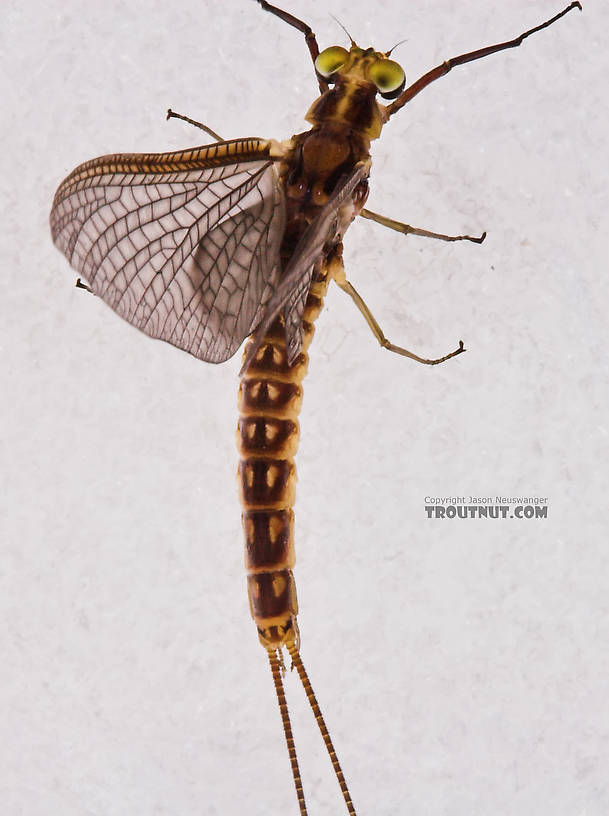 Male Hexagenia limbata (Hex) Mayfly Dun from the White River in Wisconsin