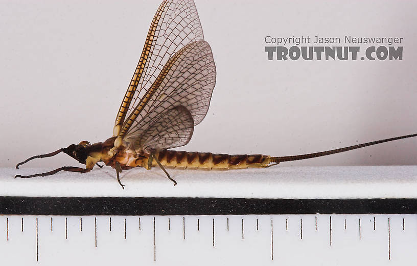 Male Hexagenia limbata (Hex) Mayfly Dun from the White River in Wisconsin