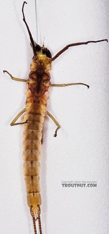 Male Hexagenia limbata (Hex) Mayfly Dun from the White River in Wisconsin