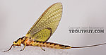 Female Hexagenia limbata (Hex) Mayfly Dun from the White River in Wisconsin