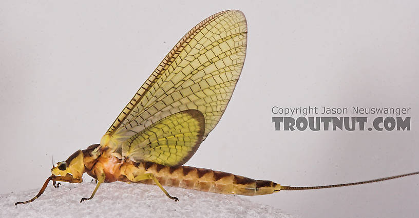 Female Hexagenia limbata (Hex) Mayfly Dun from the White River in Wisconsin