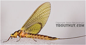 Female Hexagenia limbata (Hex) Mayfly Dun