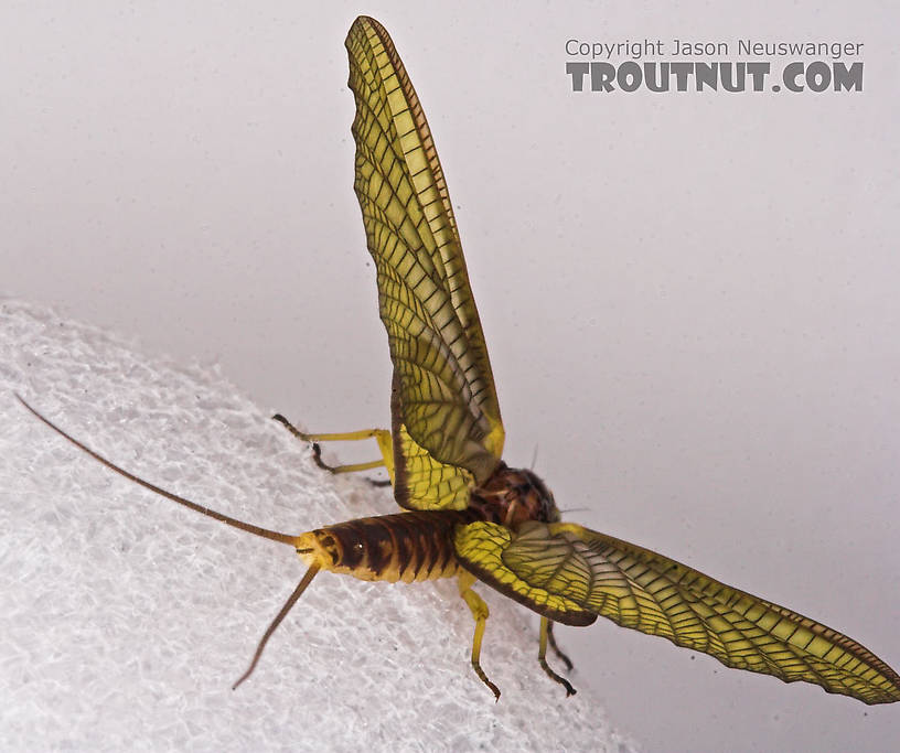 Female Hexagenia limbata (Hex) Mayfly Dun from the White River in Wisconsin