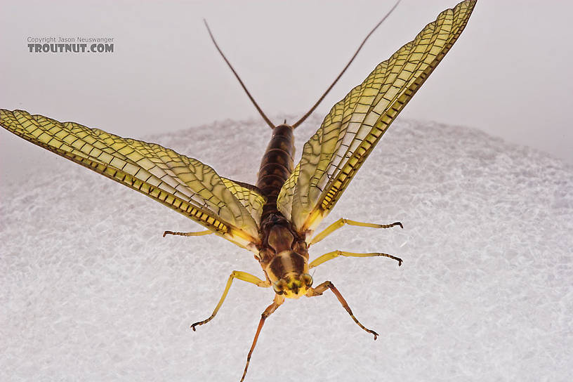 Female Hexagenia limbata (Hex) Mayfly Dun from the White River in Wisconsin