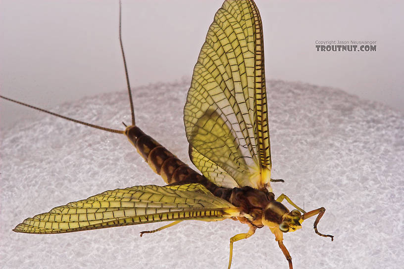 Female Hexagenia limbata (Hex) Mayfly Dun from the White River in Wisconsin