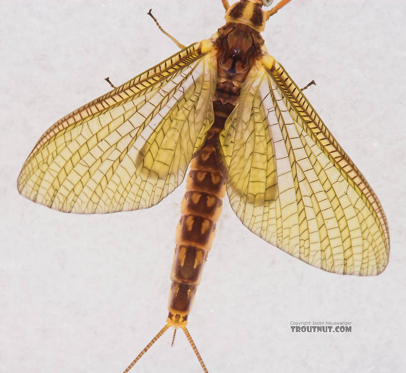 Female Hexagenia limbata (Hex) Mayfly Dun from the White River in Wisconsin