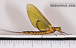 Female Hexagenia limbata (Hex) Mayfly Dun from the White River in Wisconsin