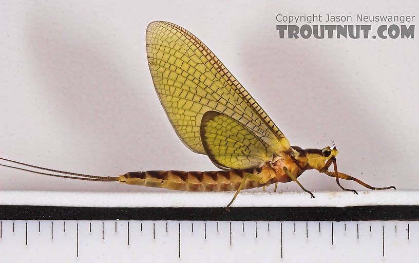 Female Hexagenia limbata (Hex) Mayfly Dun from the White River in Wisconsin