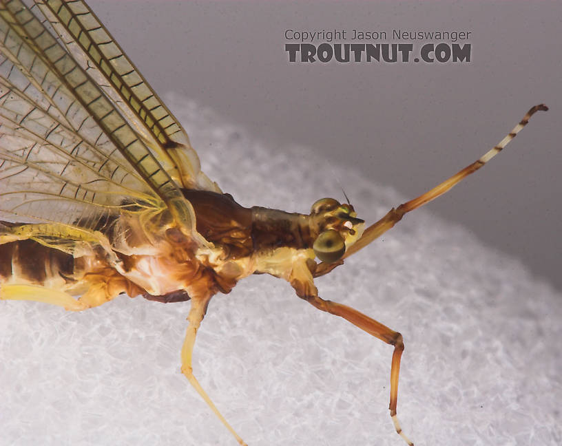 Female Hexagenia limbata (Hex) Mayfly Spinner from the White River in Wisconsin