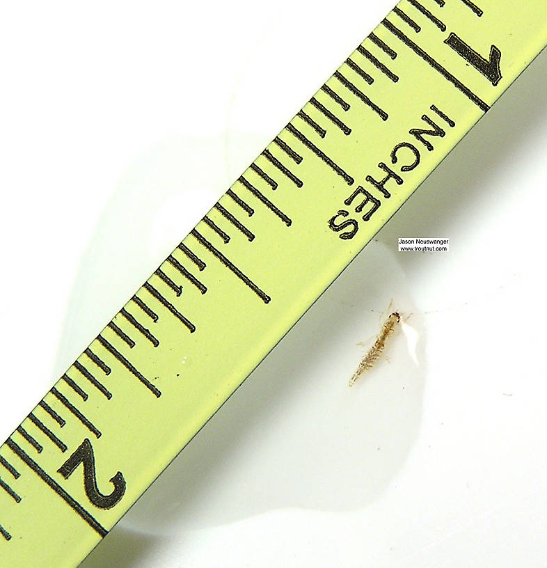 Ephemera simulans (Brown Drake) Mayfly Nymph from unknown in Wisconsin