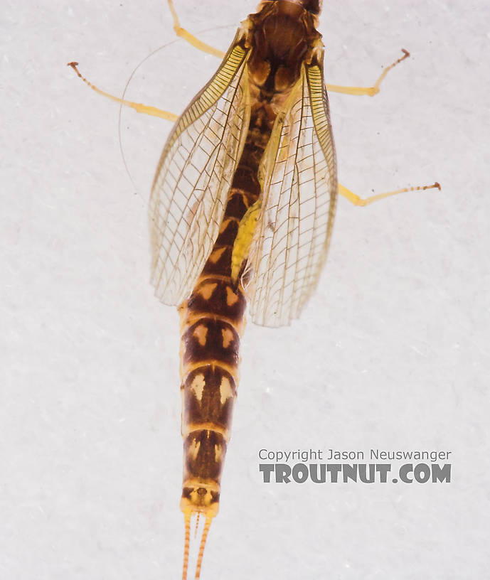 Female Hexagenia limbata (Hex) Mayfly Spinner from the White River in Wisconsin