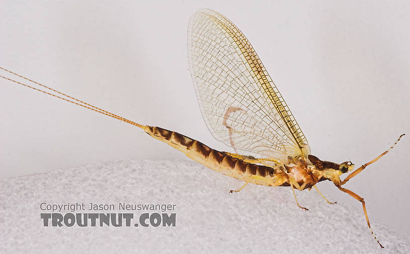 Female Hexagenia limbata (Hex) Mayfly Spinner from the White River in Wisconsin