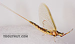 Female Hexagenia limbata (Hex) Mayfly Spinner