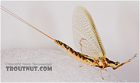 Female Hexagenia limbata (Hex) Mayfly Spinner