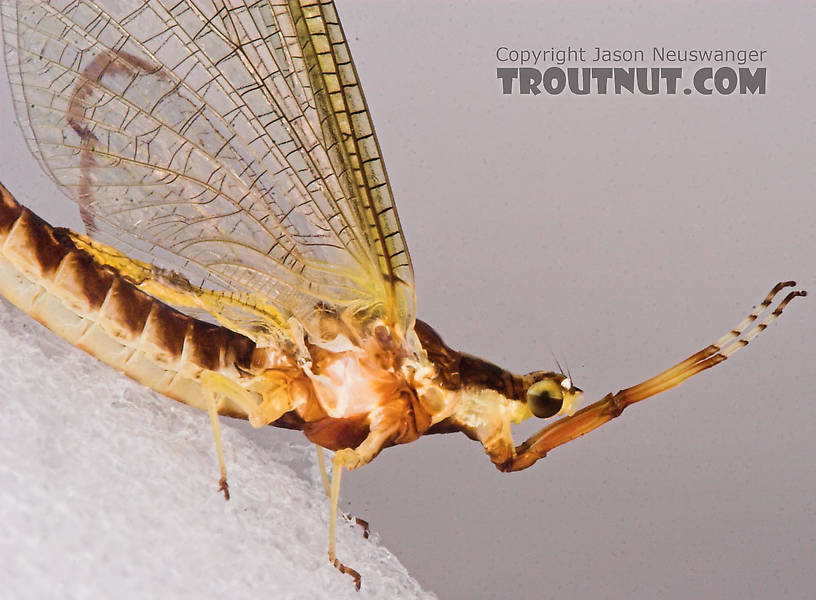 Female Hexagenia limbata (Hex) Mayfly Spinner from the White River in Wisconsin