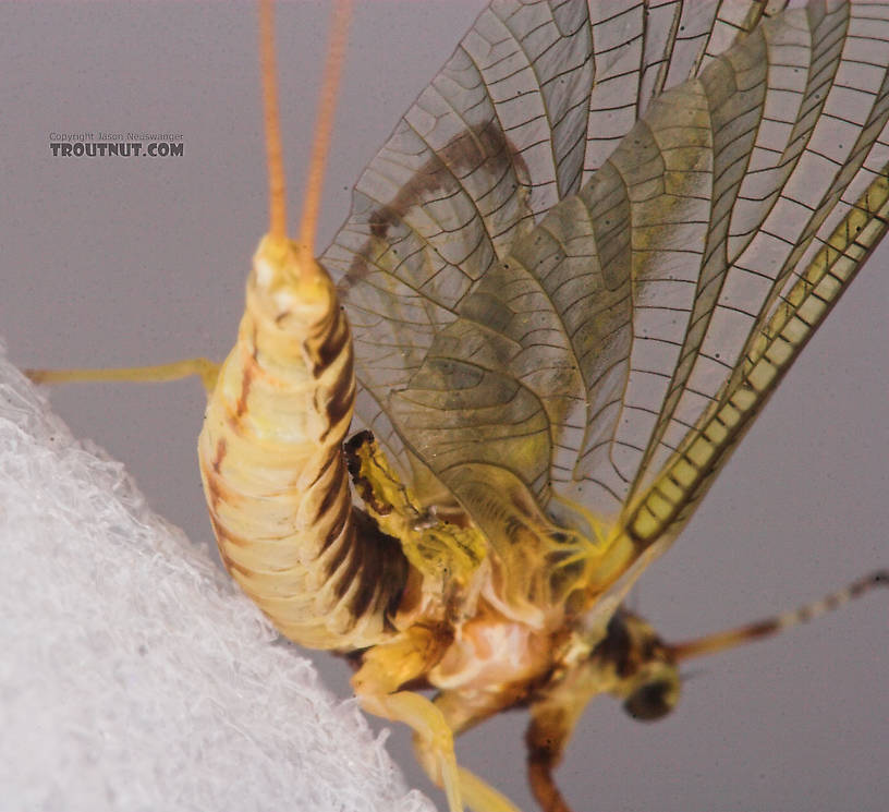 Female Hexagenia limbata (Hex) Mayfly Spinner from the White River in Wisconsin