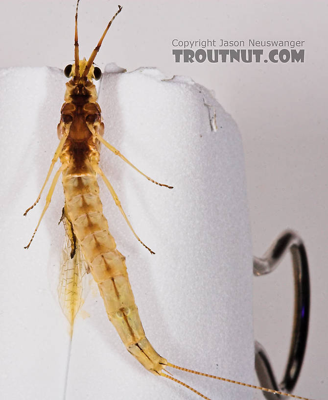 Female Hexagenia limbata (Hex) Mayfly Spinner from the White River in Wisconsin