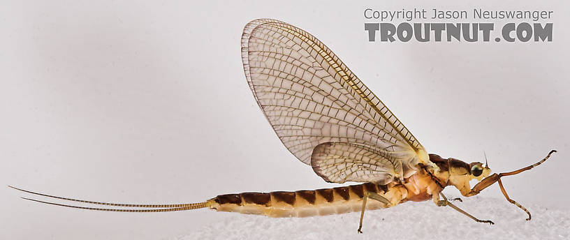 Female Hexagenia limbata (Hex) Mayfly Dun from the White River in Wisconsin