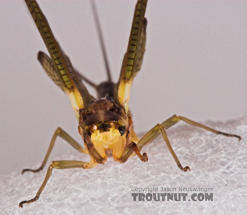 Female Hexagenia limbata (Hex) Mayfly Dun from the White River in Wisconsin