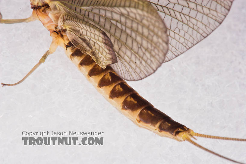 Female Hexagenia limbata (Hex) Mayfly Dun from the White River in Wisconsin