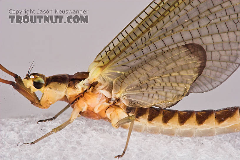 Female Hexagenia limbata (Hex) Mayfly Dun from the White River in Wisconsin