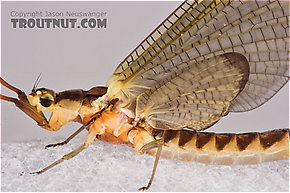 Female Hexagenia limbata (Hex) Mayfly Dun