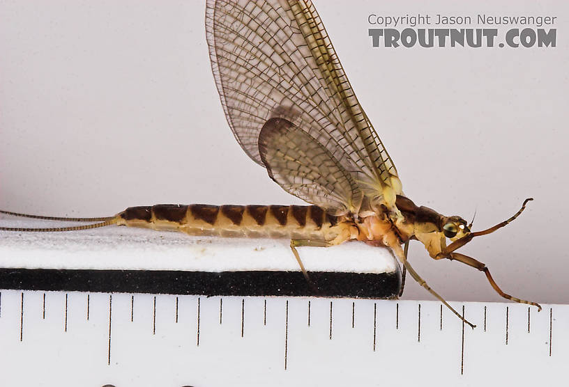 Female Hexagenia limbata (Hex) Mayfly Dun from the White River in Wisconsin