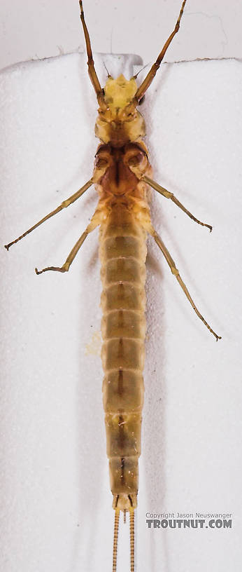 Female Hexagenia limbata (Hex) Mayfly Dun from the White River in Wisconsin