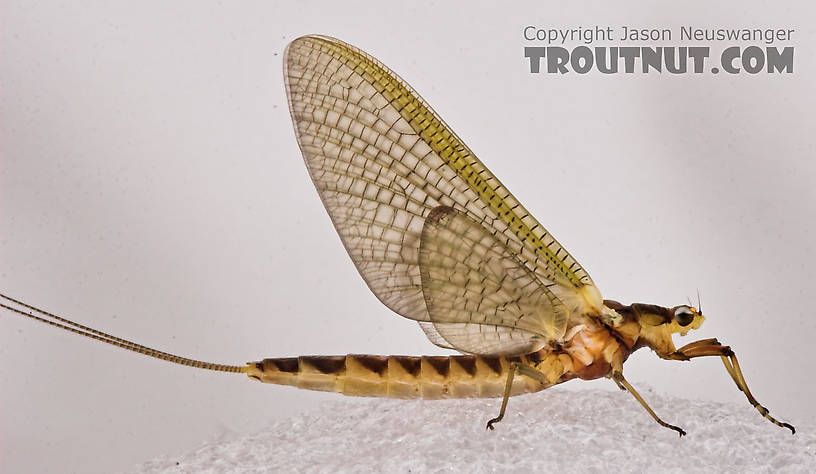 Female Hexagenia limbata (Hex) Mayfly Dun from the White River in Wisconsin