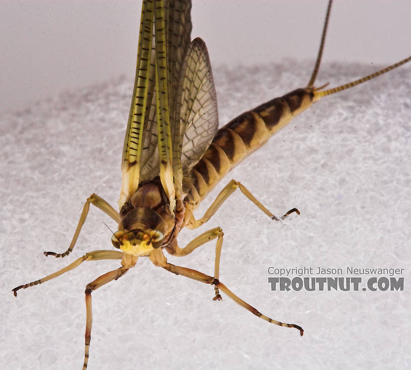 Female Hexagenia limbata (Hex) Mayfly Dun from the White River in Wisconsin