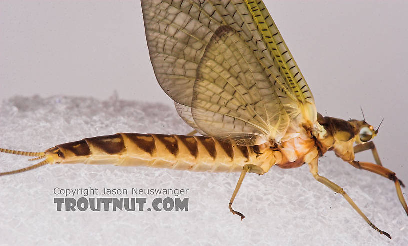 Female Hexagenia limbata (Hex) Mayfly Dun from the White River in Wisconsin