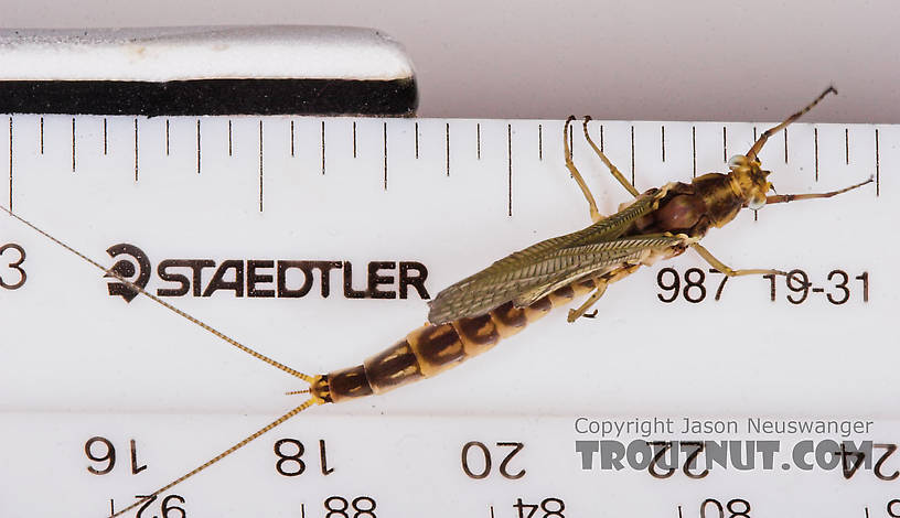 Female Hexagenia limbata (Hex) Mayfly Dun from the White River in Wisconsin