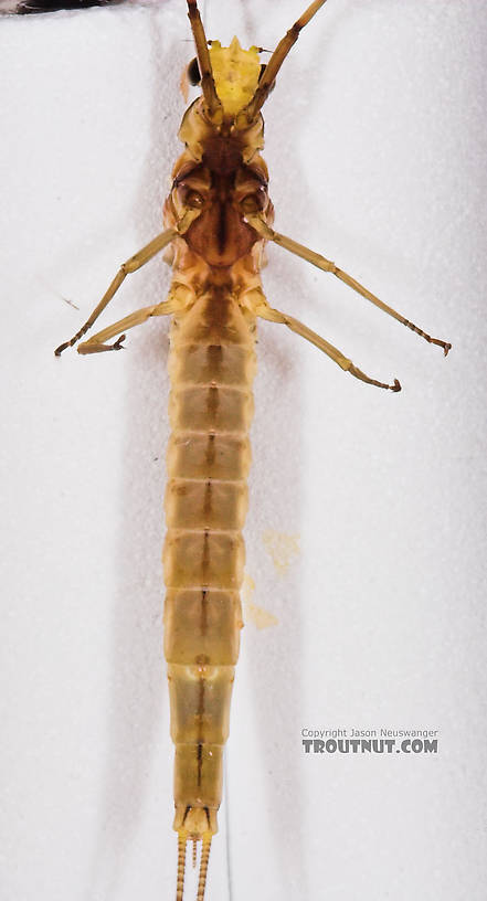 Female Hexagenia limbata (Hex) Mayfly Dun from the White River in Wisconsin