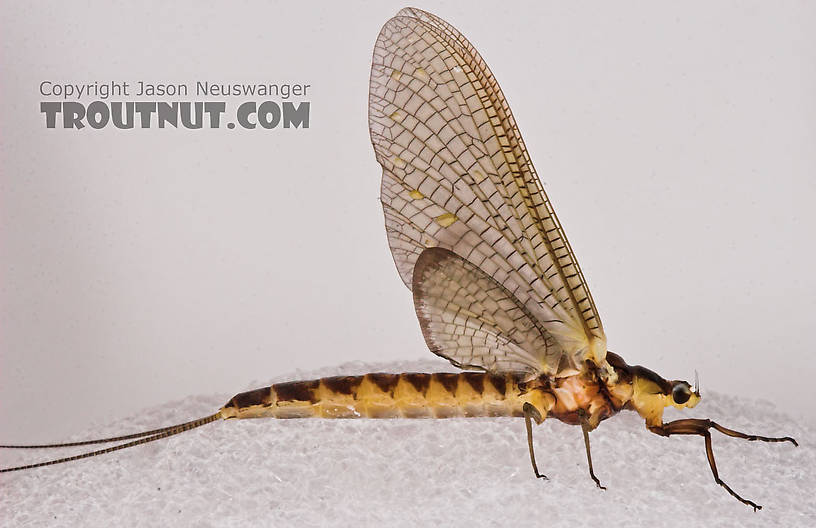 Female Hexagenia limbata (Hex) Mayfly Dun from the White River in Wisconsin