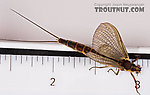 Female Hexagenia limbata (Hex) Mayfly Dun